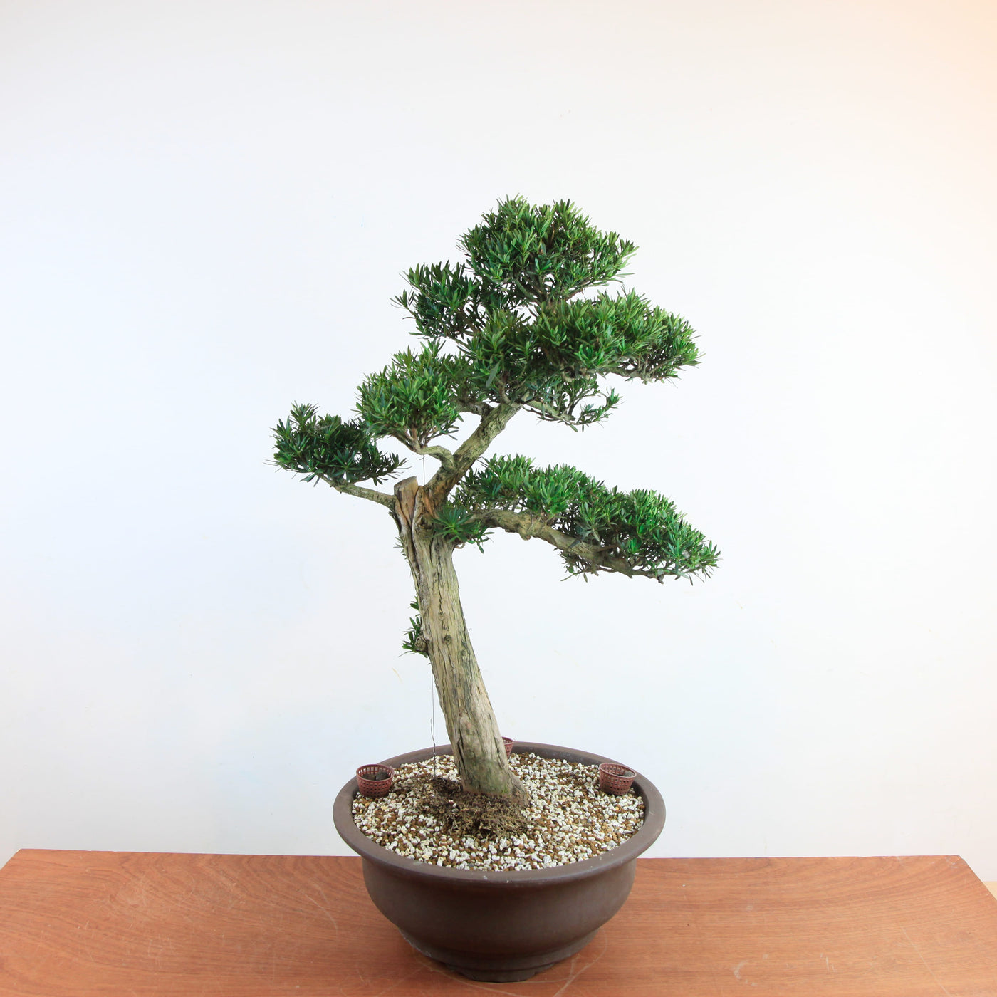 Bonsai Podocarpus 'Maki'