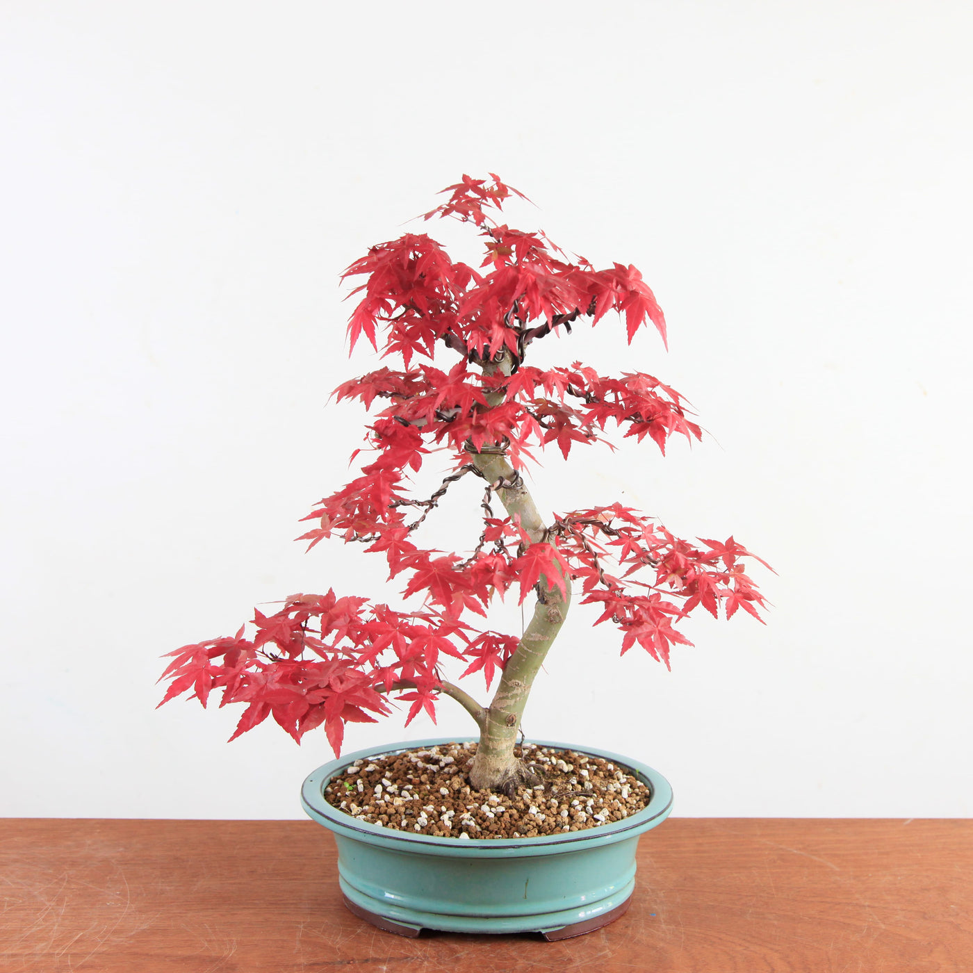 Bonsai Acer Palmatum Deshojo