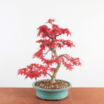 Bonsai Acer Palmatum Deshojo