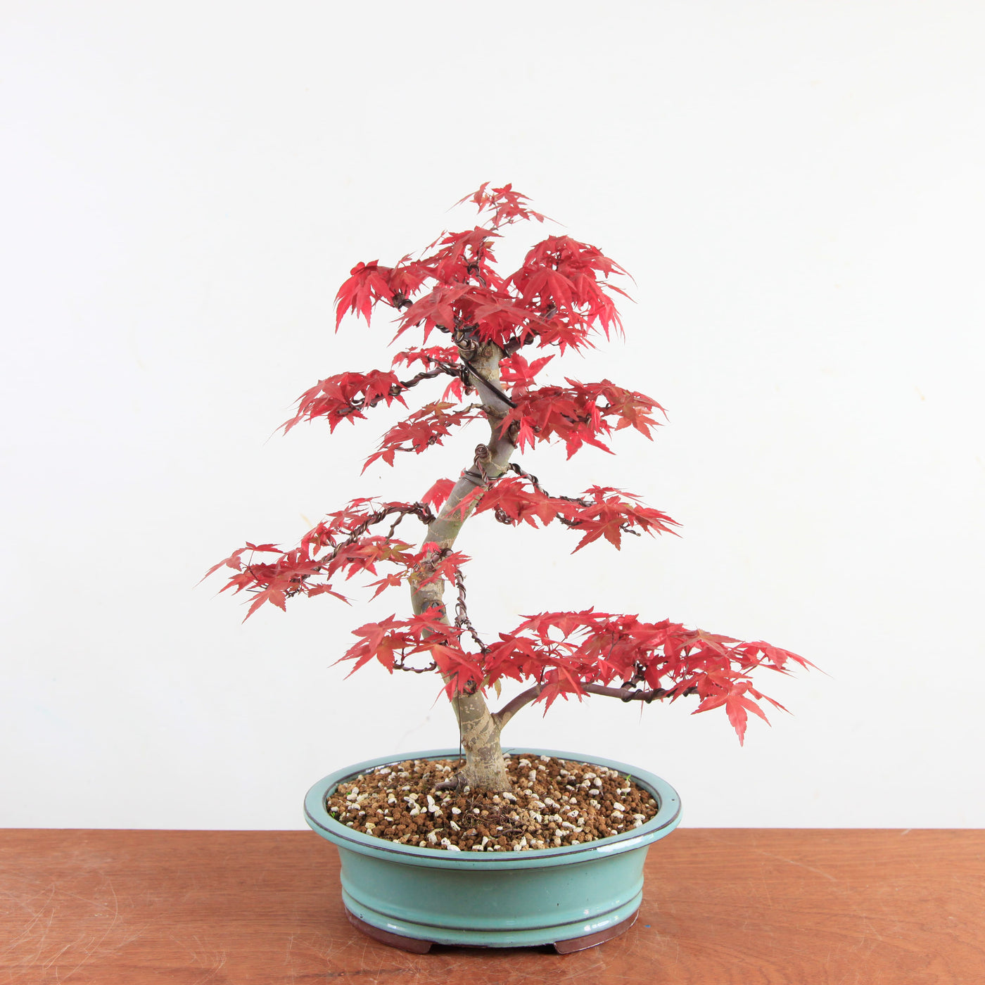 Bonsai Acer Palmatum Deshojo