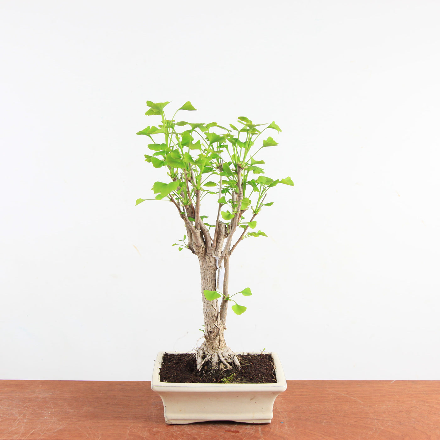 Bonsai Ginkgo Biloba - Japanse Notenboom