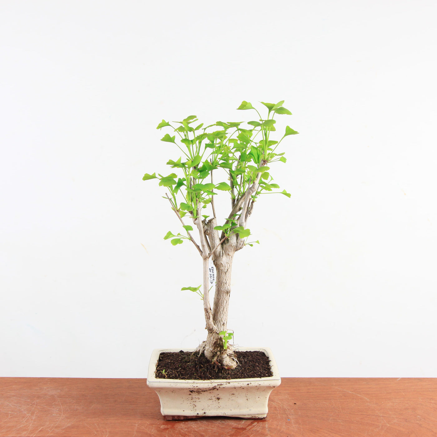 Bonsai Ginkgo Biloba - Japanse Notenboom