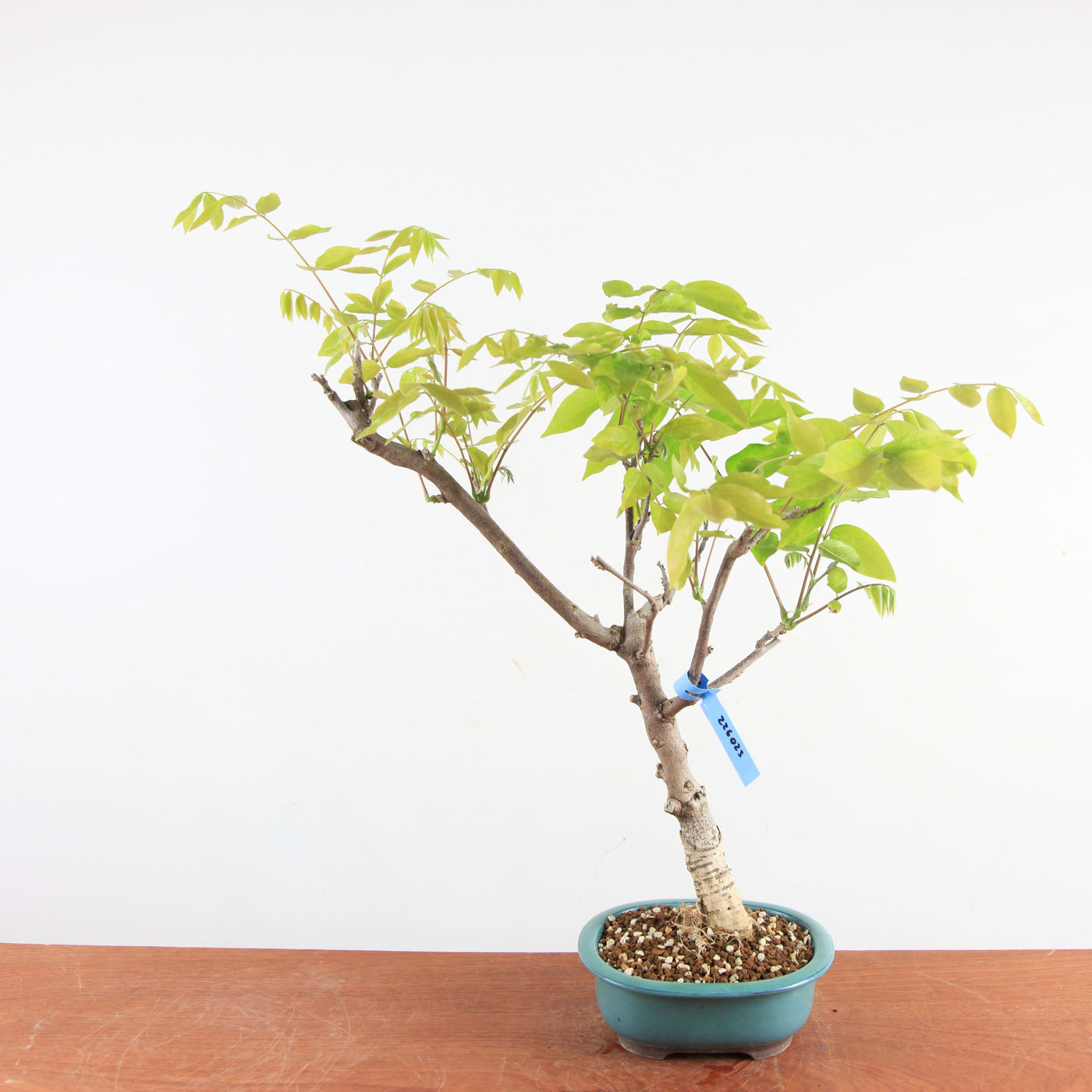 Bonsai Wisteria Floribunda - Japanse Blauweregen