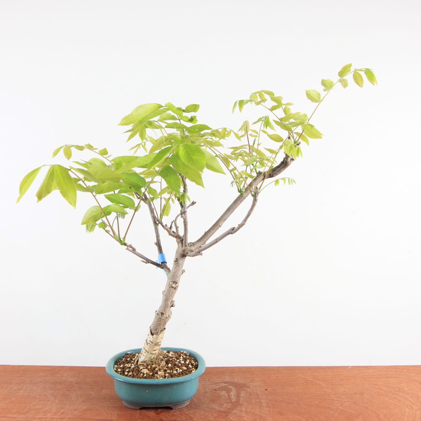 Bonsai Wisteria Floribunda - Japanse Blauweregen
