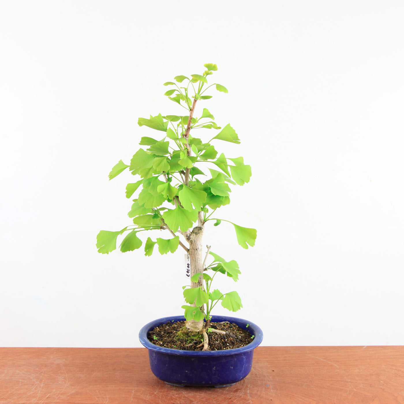 Bonsai Ginkgo Biloba - Japanse Notenboom