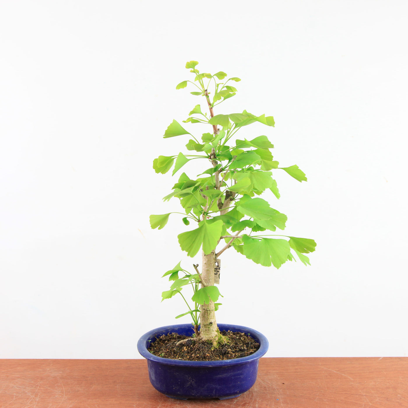 Bonsai Ginkgo Biloba - Japanse Notenboom