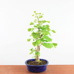 Bonsai Ginkgo Biloba - Japanse Notenboom