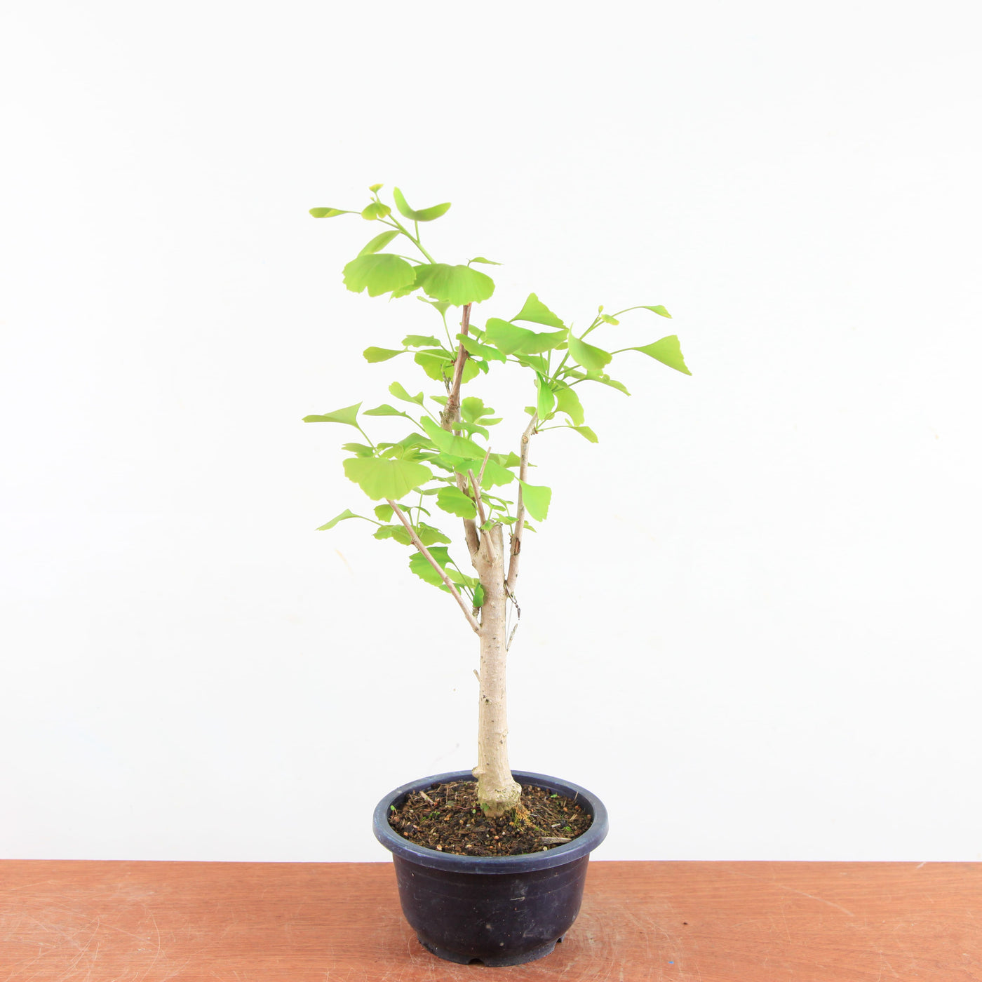 Bonsai Ginkgo Biloba - Japanse Notenboom
