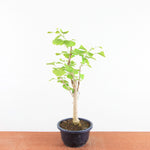 Bonsai Ginkgo Biloba - Japanse Notenboom