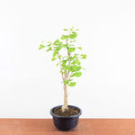 Bonsai Ginkgo Biloba - Japanse Notenboom