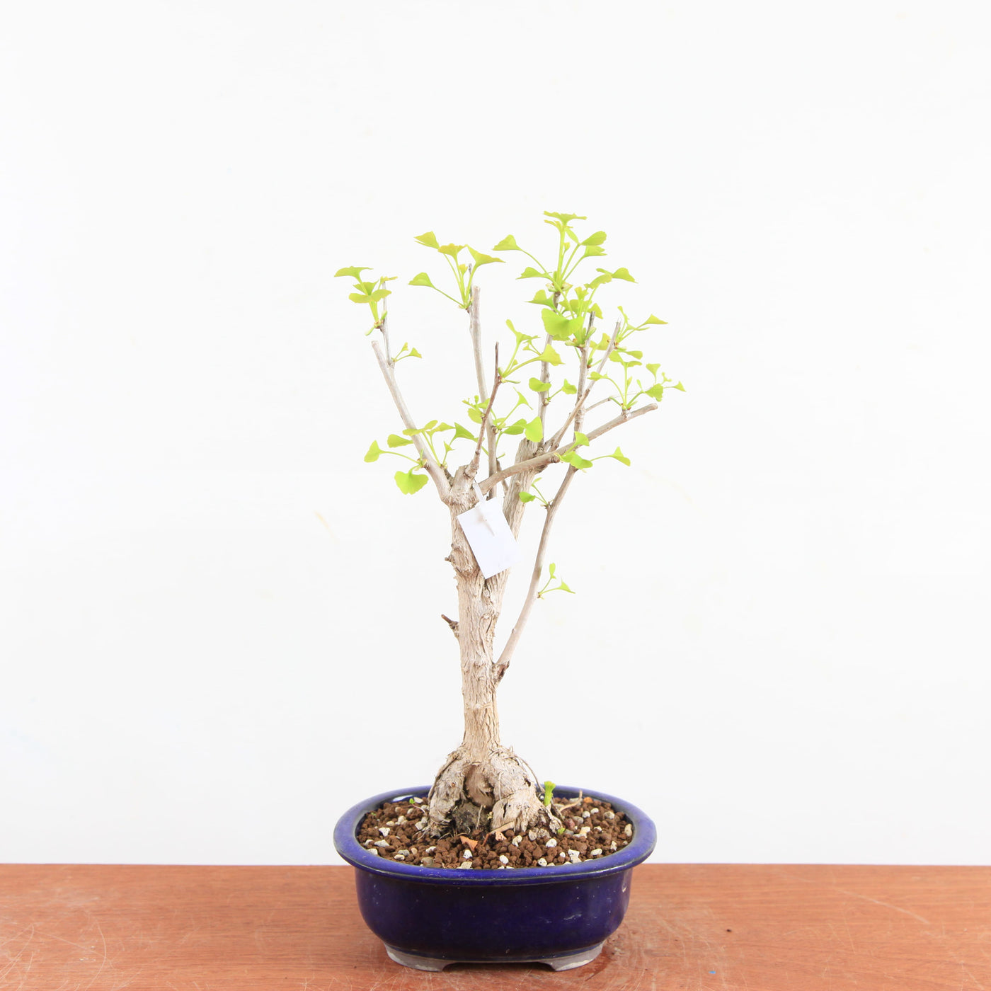 Bonsai Ginkgo Biloba - Japanse Notenboom