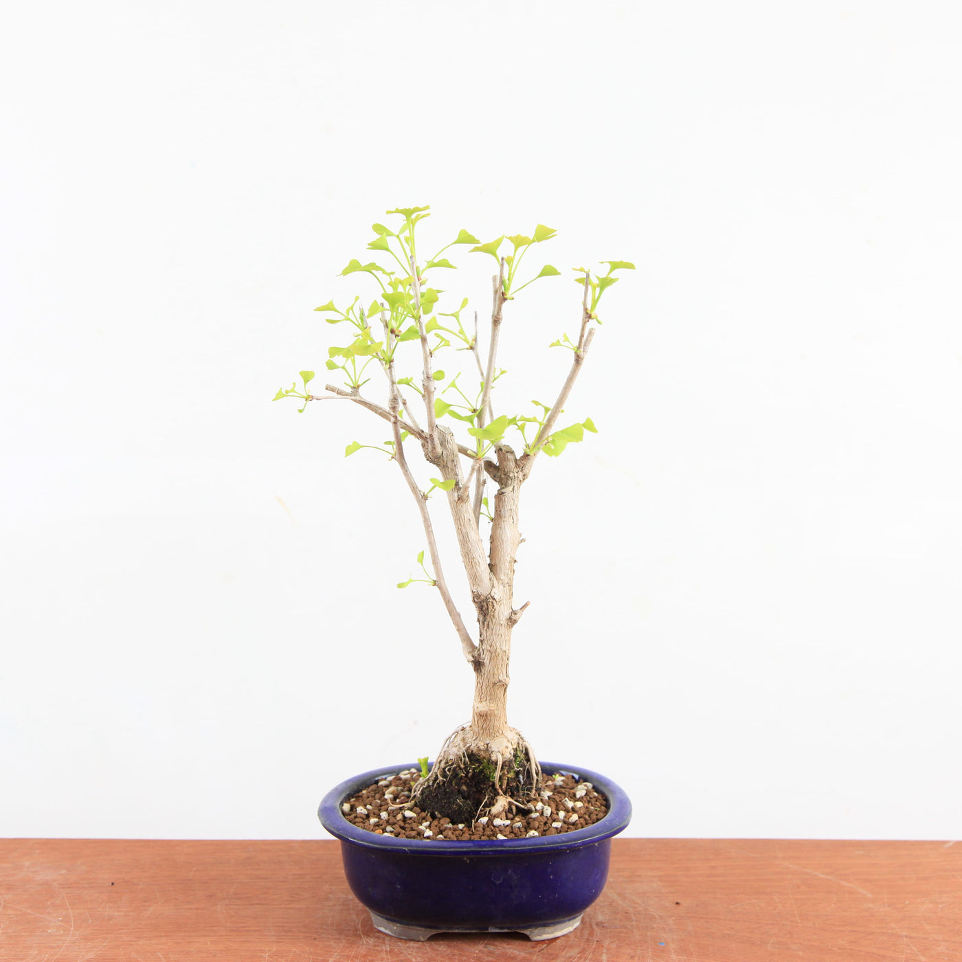 Bonsai Ginkgo Biloba - Japanse Notenboom