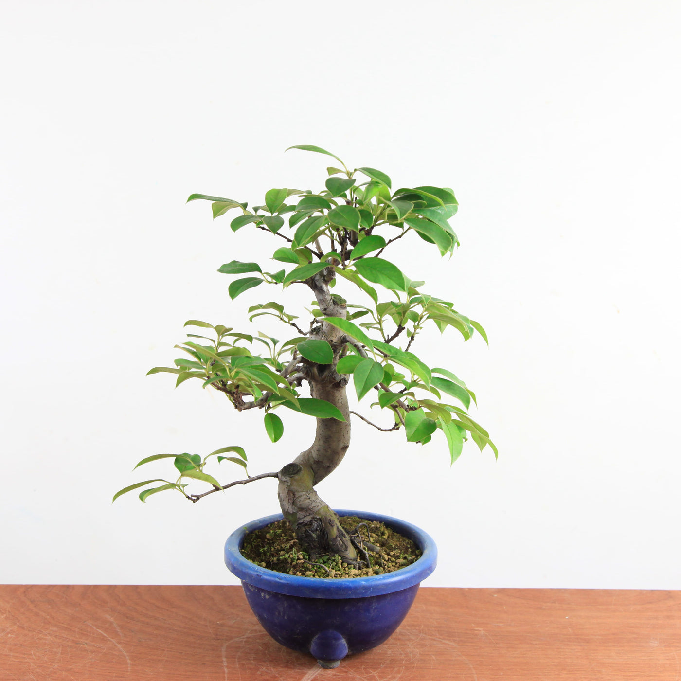Bonsai Pseudocydonia Chinensis – Chinese Kwee