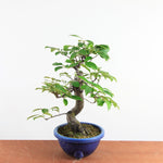 Bonsai Pseudocydonia Chinensis – Chinese Kwee