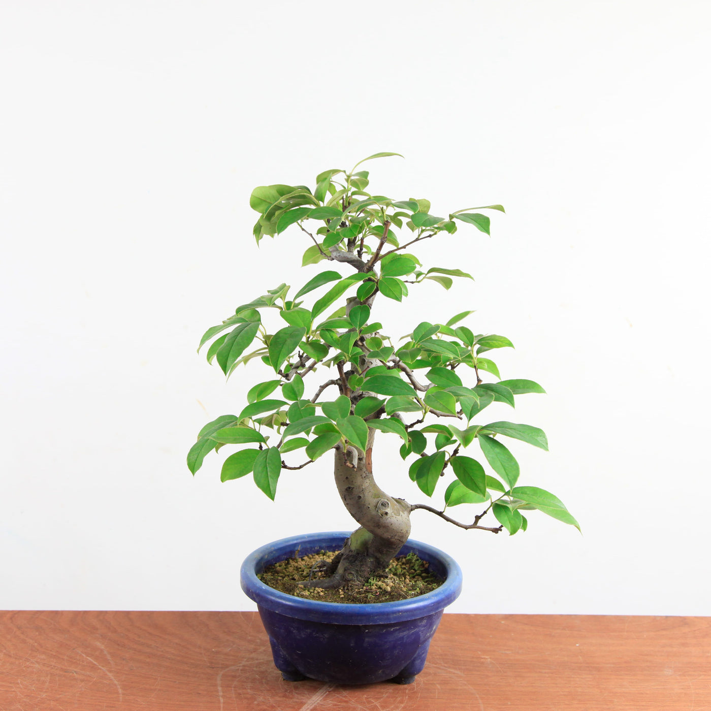 Bonsai Pseudocydonia Chinensis – Chinese Kwee