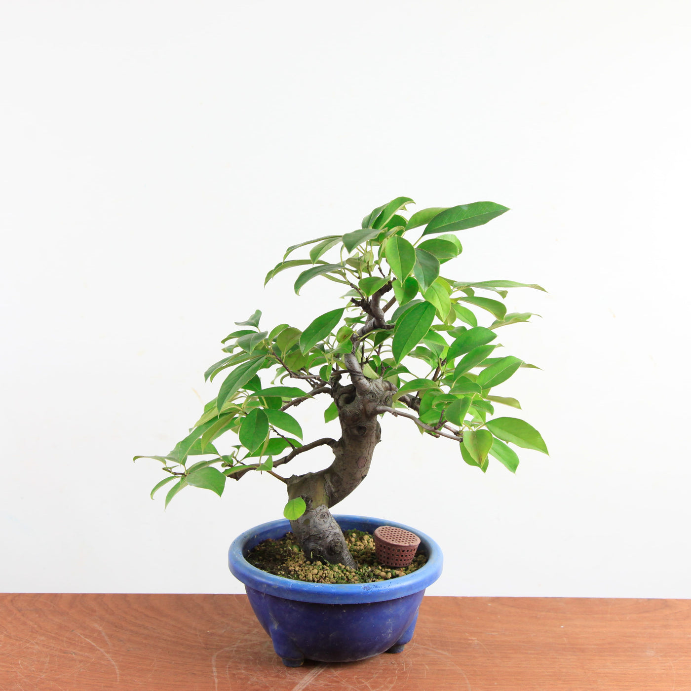 Bonsai Pseudocydonia Chinensis – Chinese Kwee