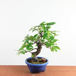 Bonsai Pseudocydonia Chinensis – Chinese Kwee