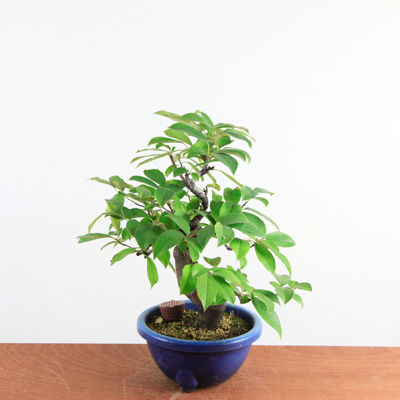 Bonsai Pseudocydonia Chinensis – Chinese Kwee