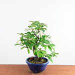 Bonsai Pseudocydonia Chinensis – Chinese Kwee
