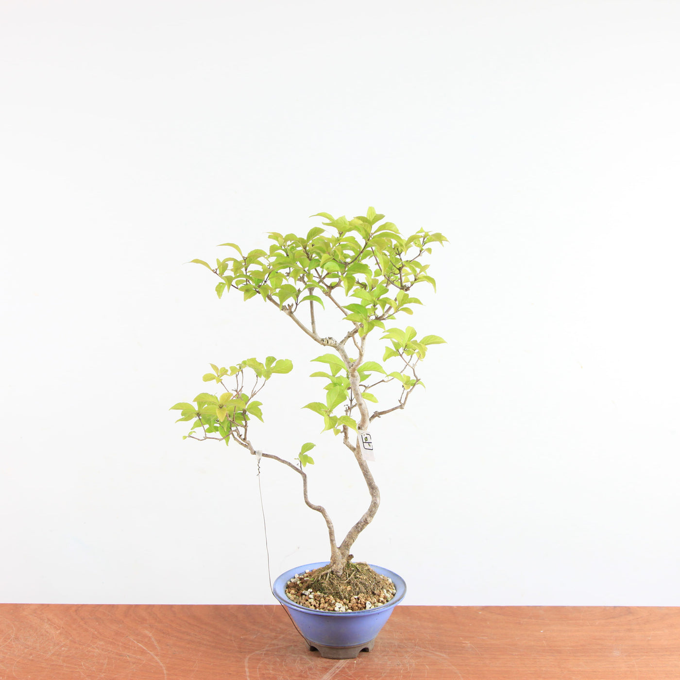 Bonsai Callicarpa Japonica