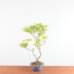 Bonsai Callicarpa Japonica