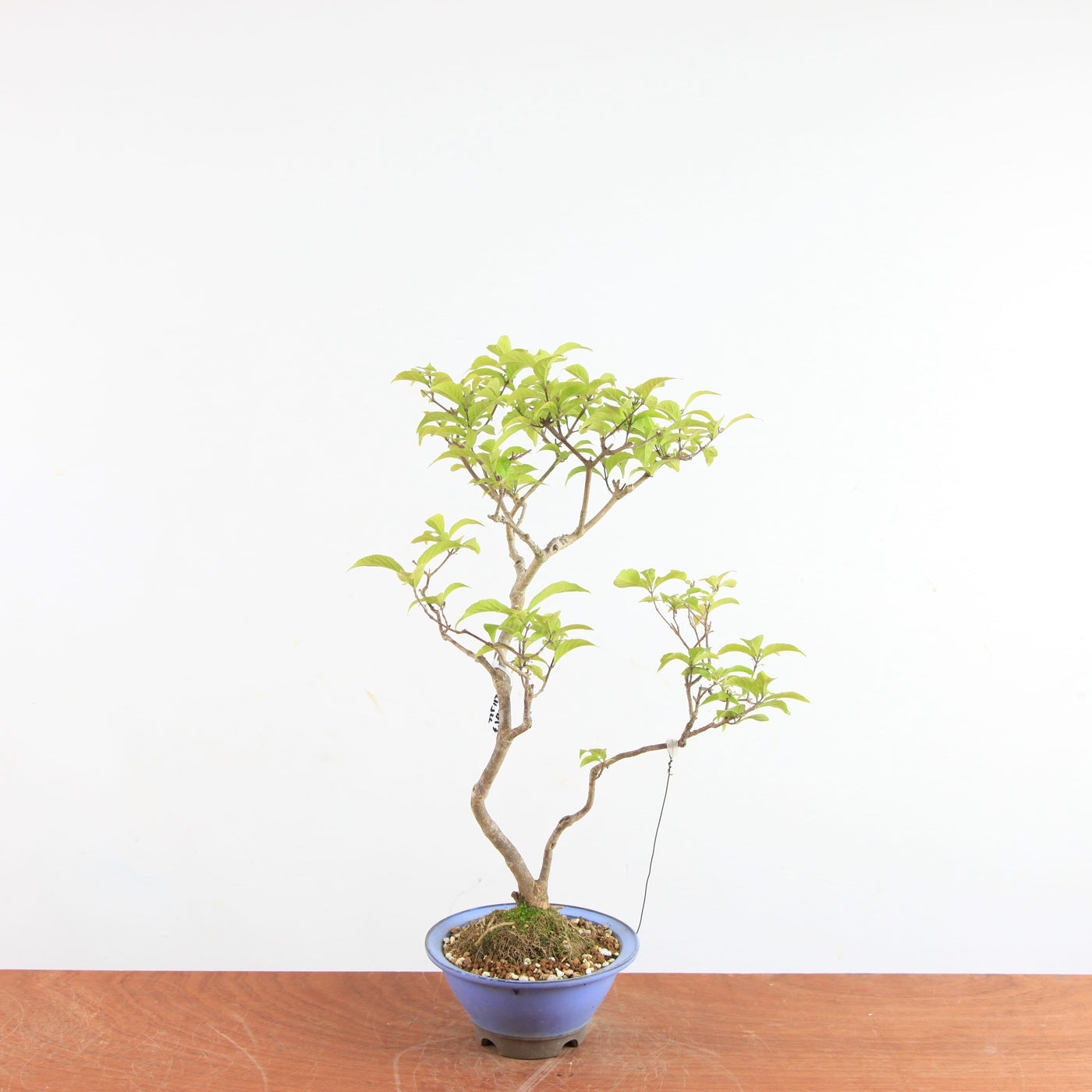 Bonsai Callicarpa Japonica