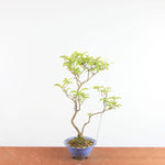 Bonsai Callicarpa Japonica