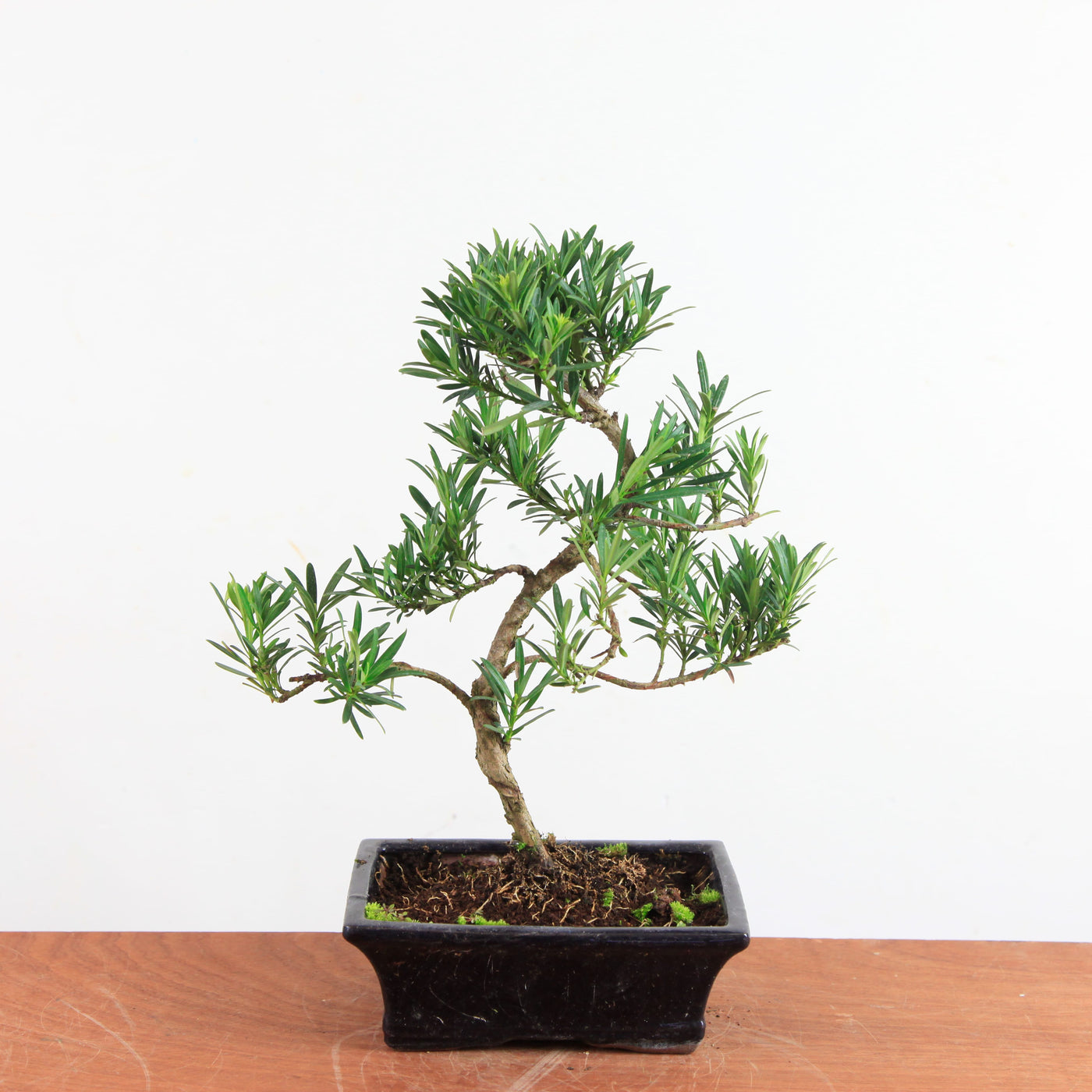 Bonsai Podocarpus 'buddhist pine'