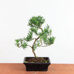 Bonsai Podocarpus 'buddhist pine'