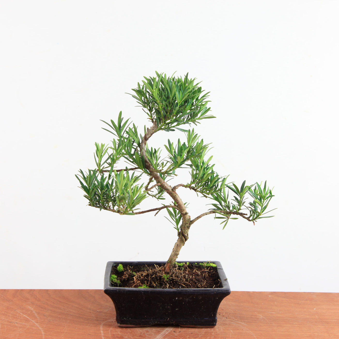 Bonsai Podocarpus 'buddhist pine'