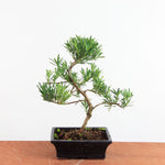 Bonsai Podocarpus 'buddhist pine'