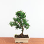 Bonsai Podocarpus 'buddhist pine'