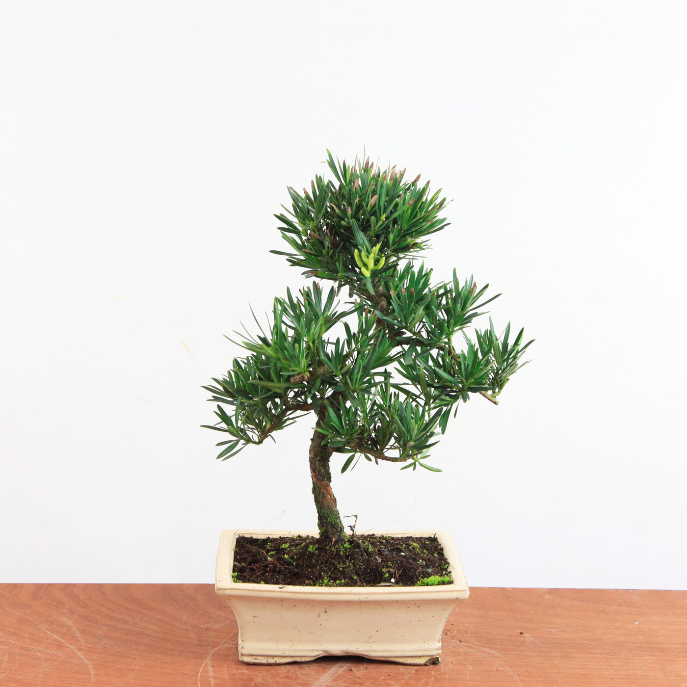 Bonsai Podocarpus 'buddhist pine'