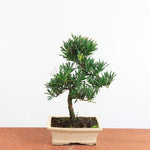 Bonsai Podocarpus 'buddhist pine'