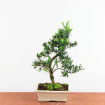 Bonsai Podocarpus 'buddhist pine'