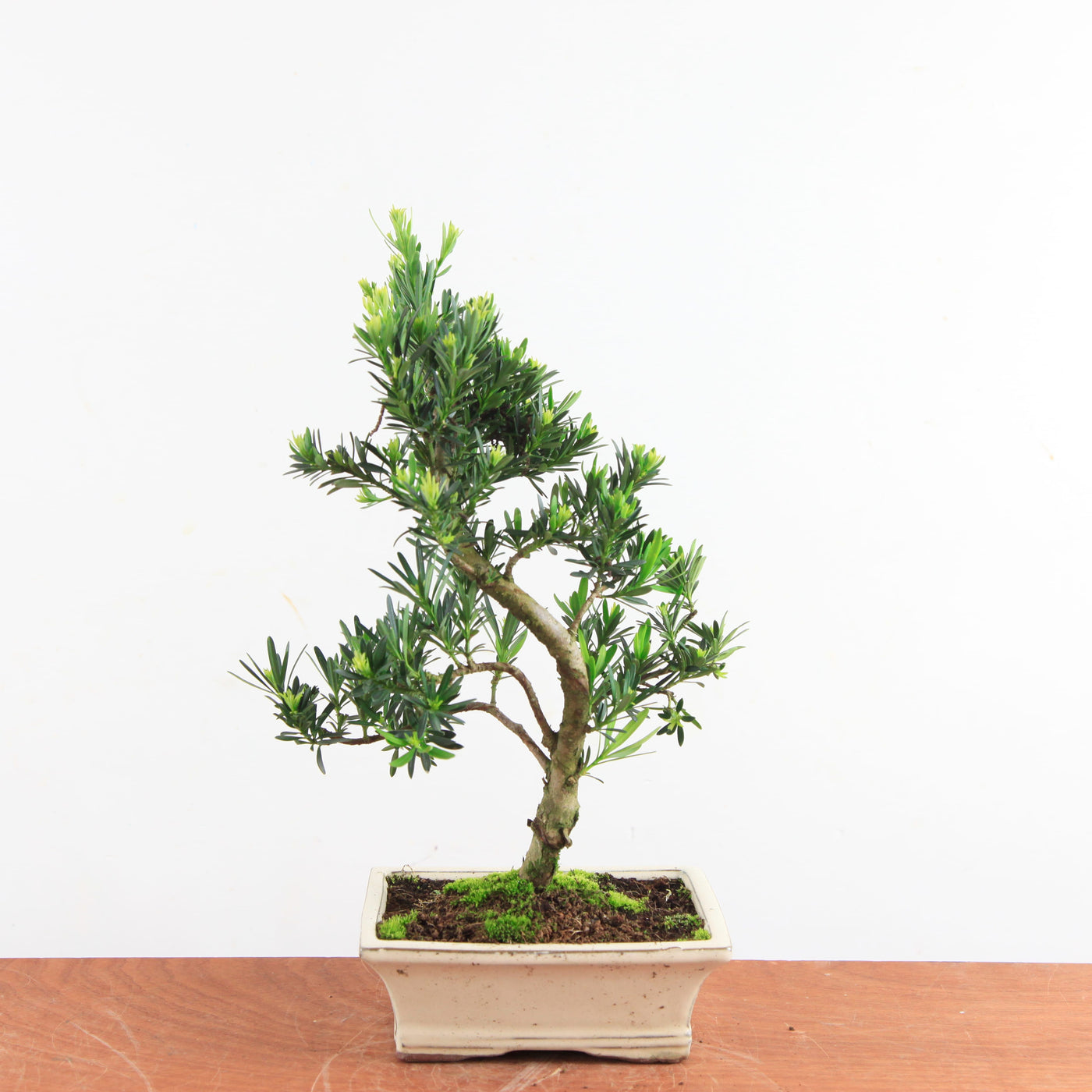 Bonsai Podocarpus 'buddhist pine'