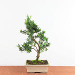 Bonsai Podocarpus 'buddhist pine'