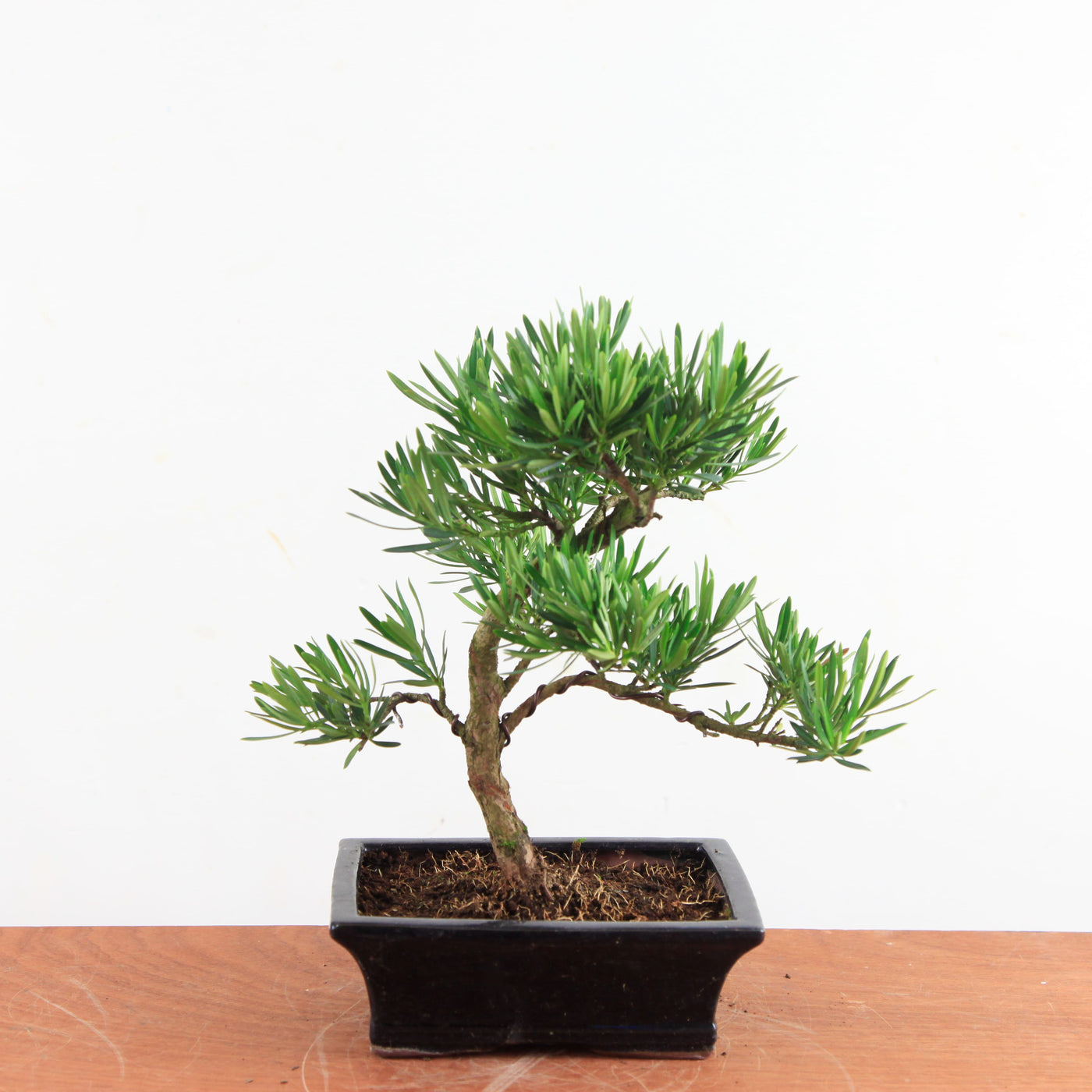 Bonsai Podocarpus 'buddhist pine'