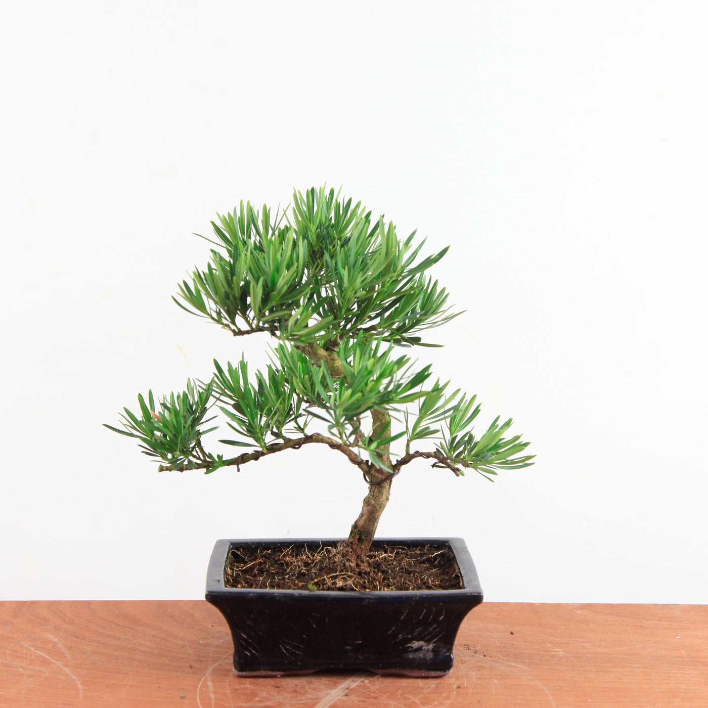 Bonsai Podocarpus 'buddhist pine'