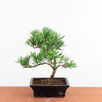 Bonsai Podocarpus 'buddhist pine'
