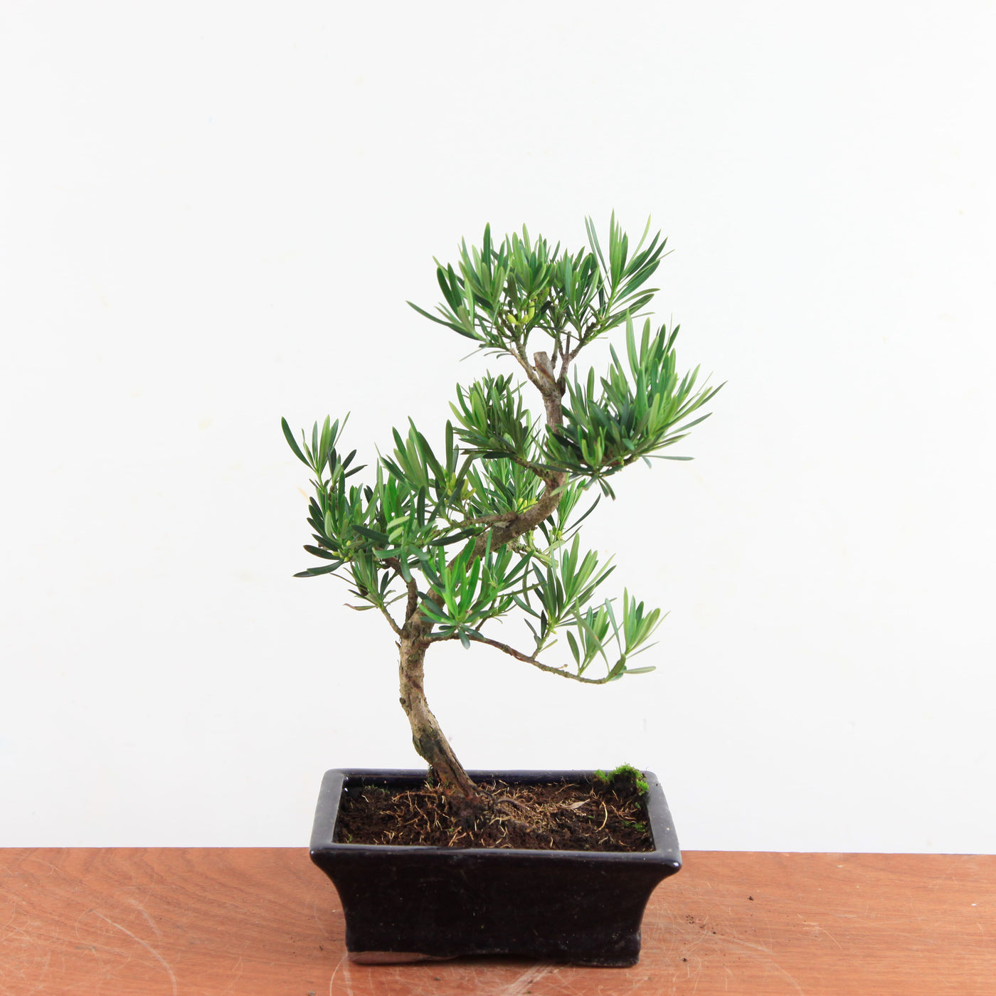 Bonsai Podocarpus 'buddhist pine'