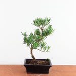 Bonsai Podocarpus 'buddhist pine'