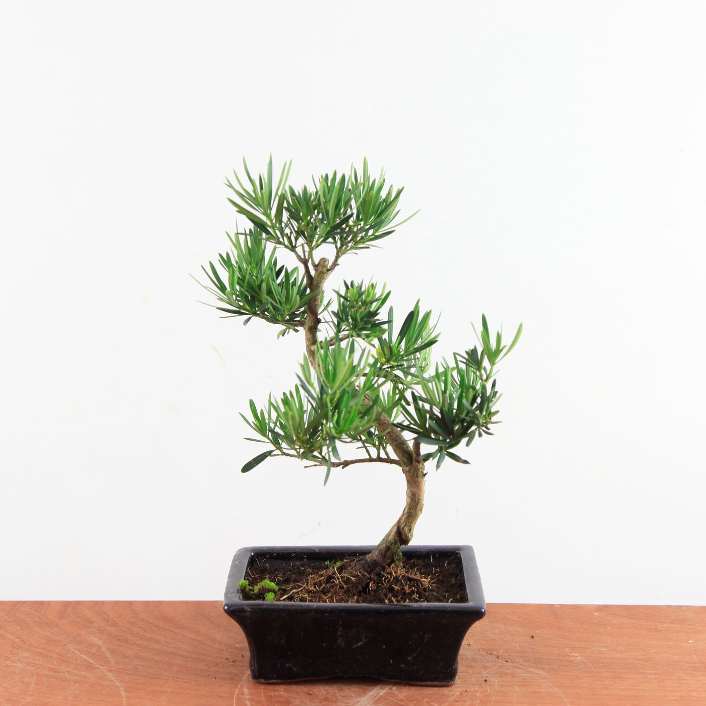 Bonsai Podocarpus 'buddhist pine'