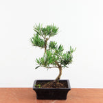 Bonsai Podocarpus 'buddhist pine'