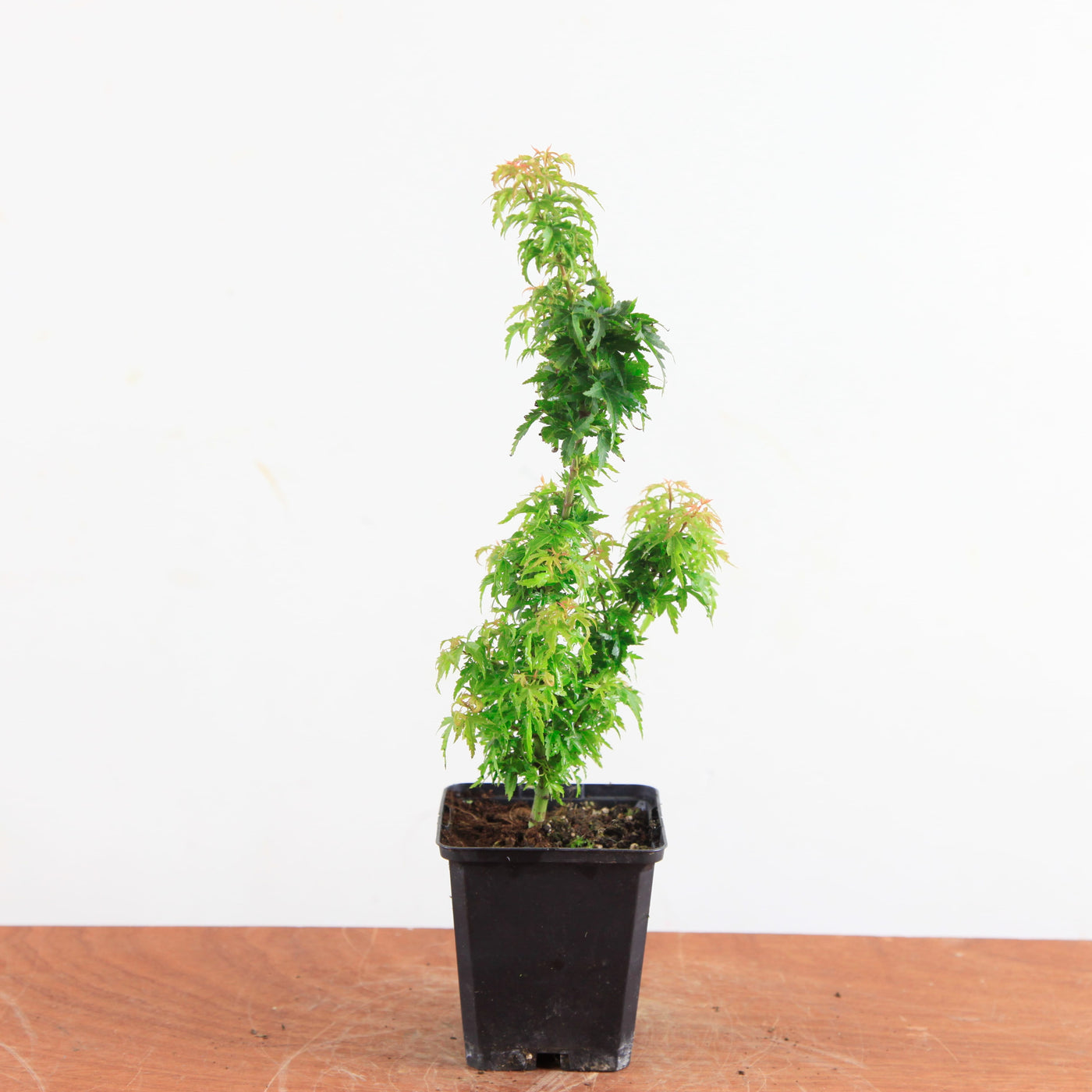 Acer palmatum 'shishigashira' – Mini Boom / Startersplant