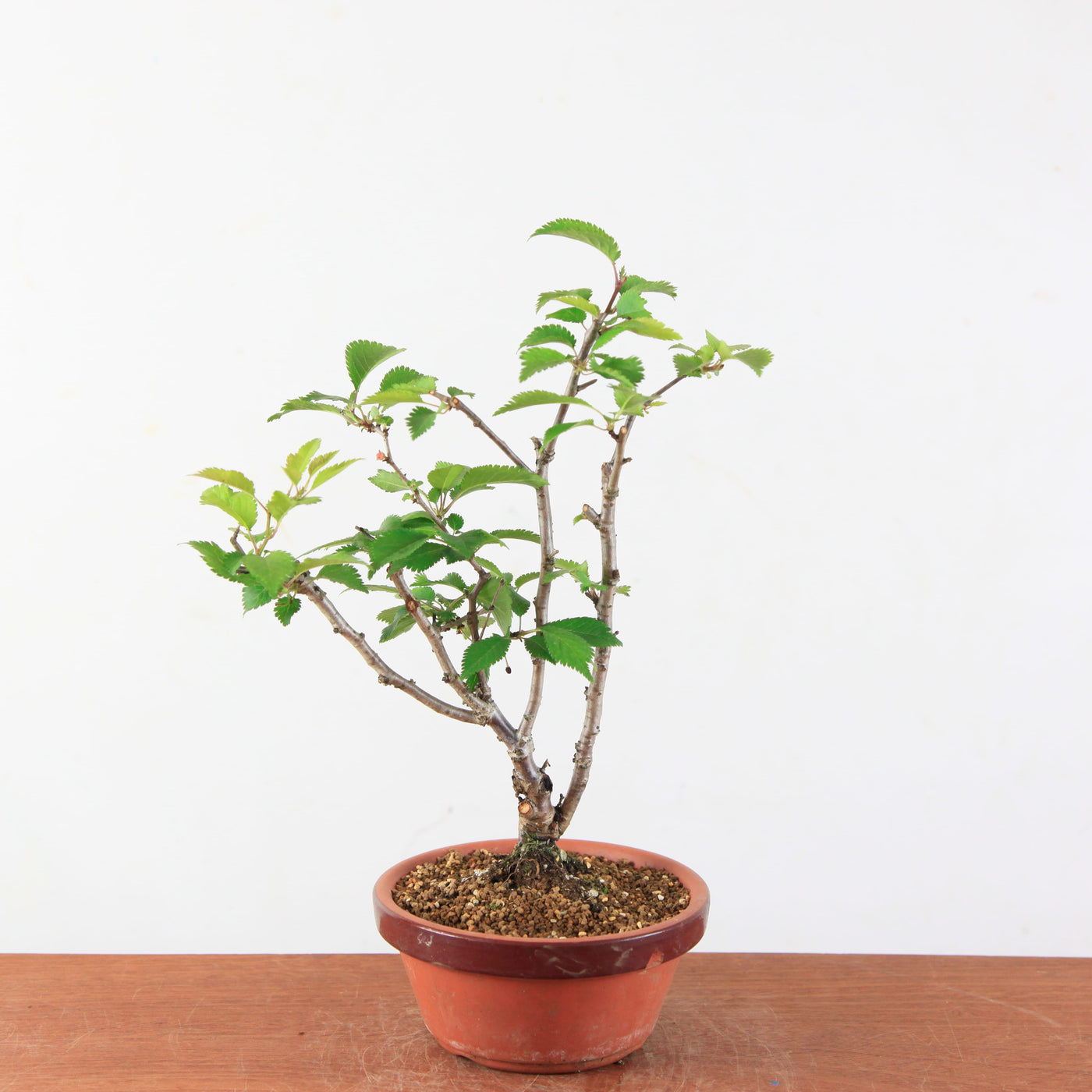 Prunus 'malaheb' – Mini Boom / Startersplant