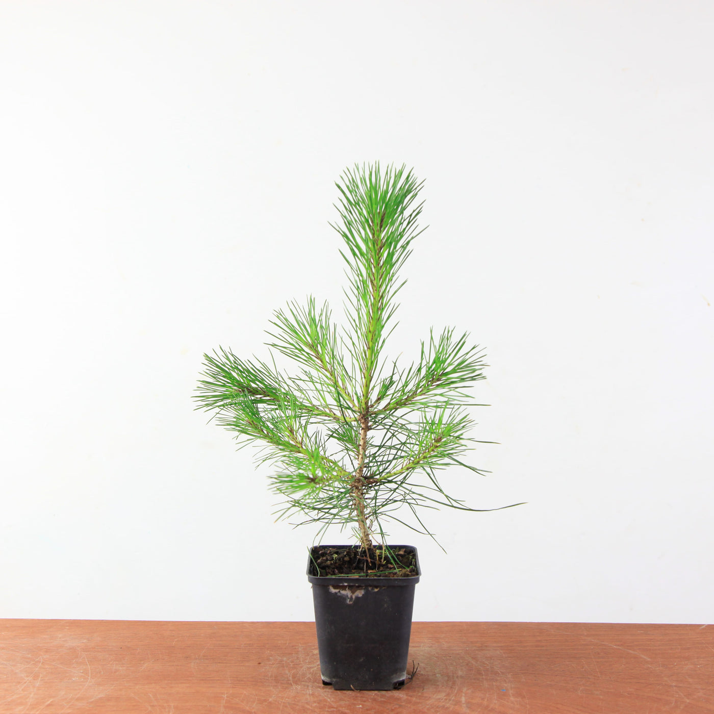 Japanse Rode Den (densiflora) – Mini Boom / Startersplant