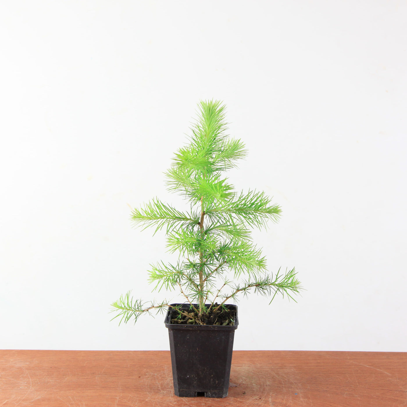 Japanse Larix (kaempferi) – Mini Boom / Startersplant