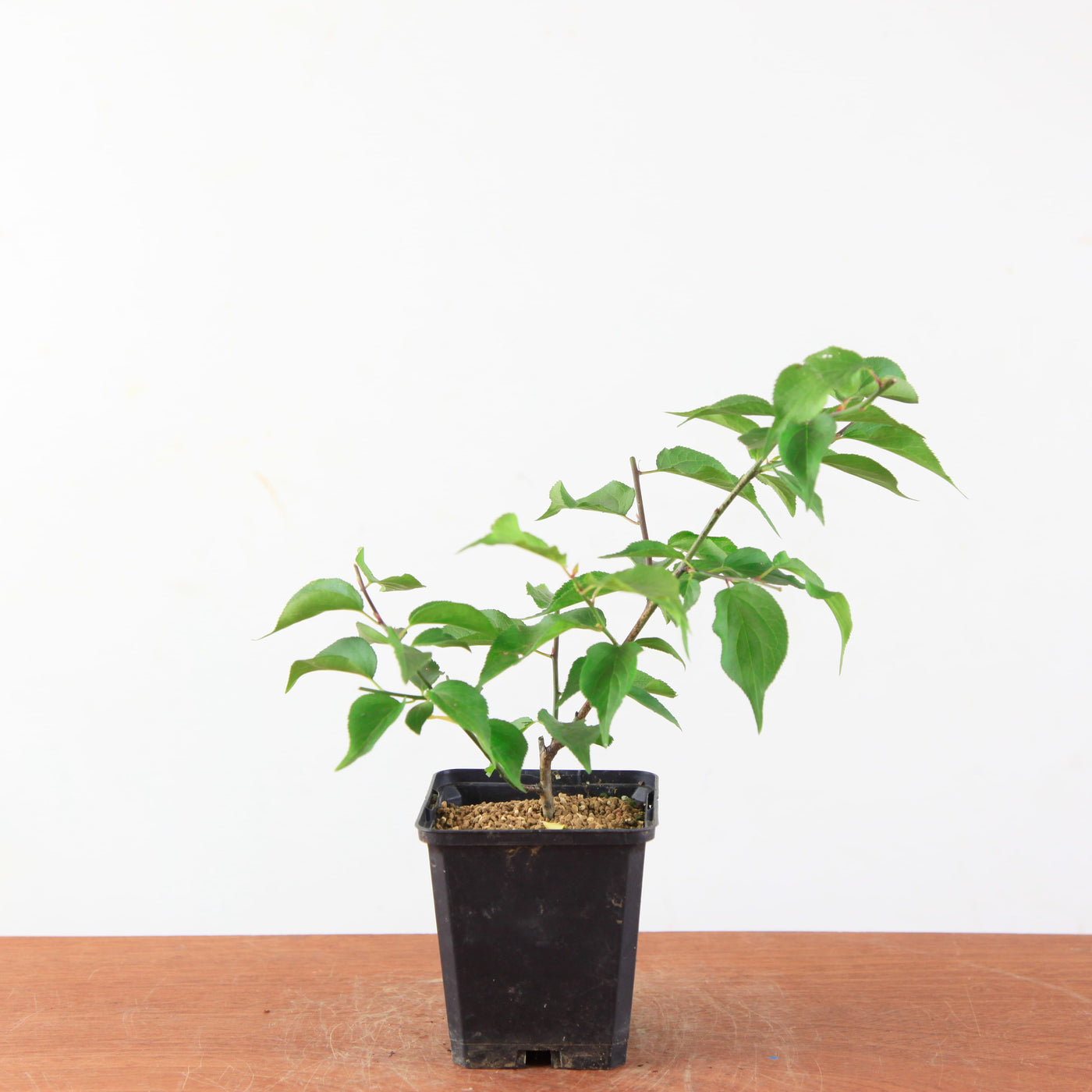 Japanse Prunus 'mume' – Mini Boom / Startersplant