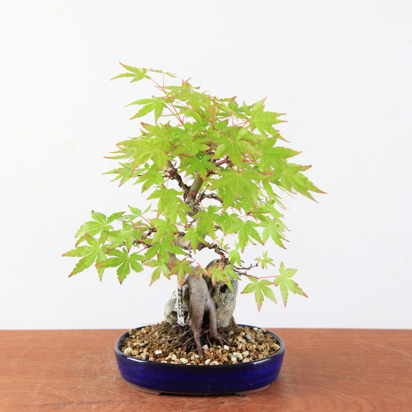 Bonsai Acer Palmatum (Japanse Esdoorn) op Steen